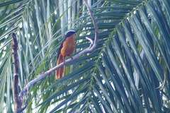 Cossypha albicapillus