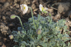 Papaver alboroseum