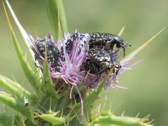Oxythyrea