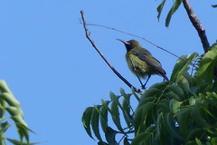 Cinnyris coccinigastrus