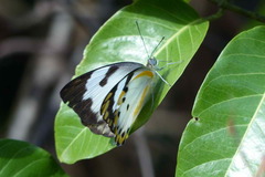 Belenois calypso calypso