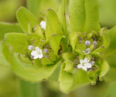 Valerianella turgida