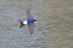 Common House Martin photo 5