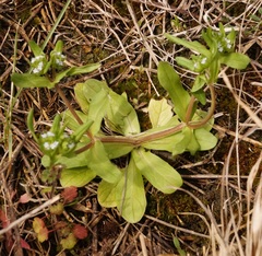 Valerianella turgida