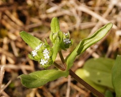 Valerianella turgida