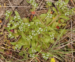 Valerianella turgida