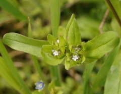 Valerianella turgida