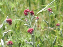Helichrysum sanguineum