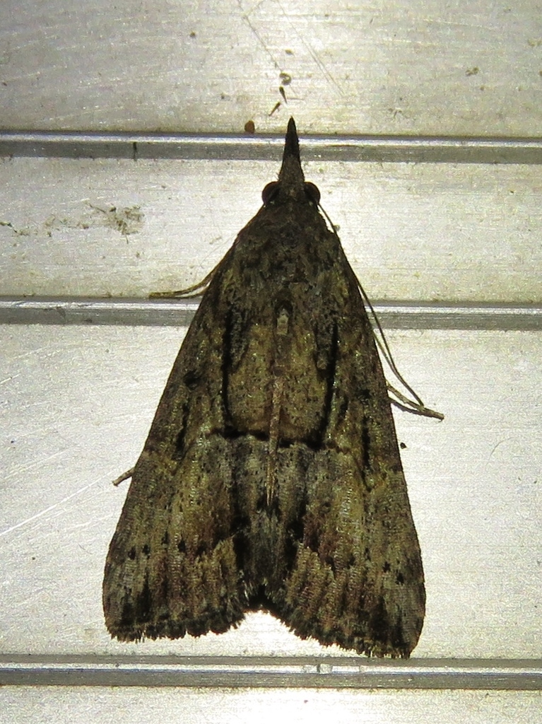 Green Cloverworm Moth