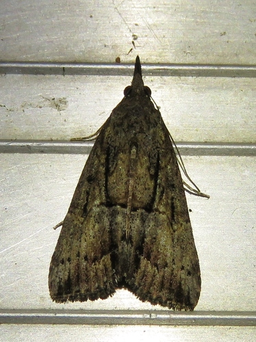 Green Cloverworm Moth