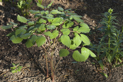 Paeonia obovata