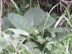 Salvia hierosolymitana