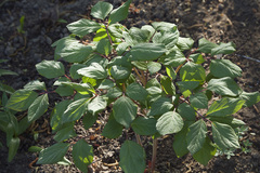 Paeonia obovata