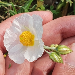 Helianthemum