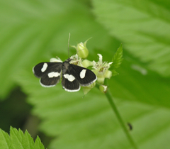 Anania luctualis