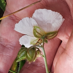 Helianthemum