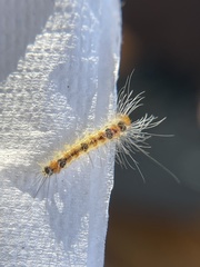 Noctuoidea