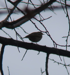 Anthus hodgsoni