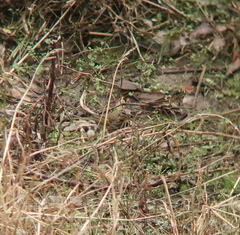 Anthus hodgsoni