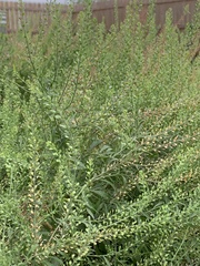 Lepidium austrinum