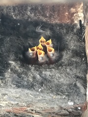 Sitta carolinensis