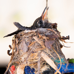 Cynanthus latirostris