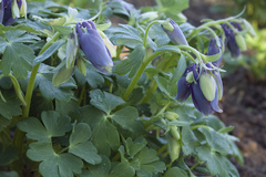 Aquilegia flabellata