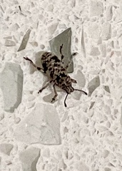 Colecerus marmoratus