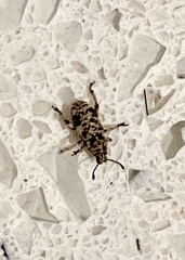 Colecerus marmoratus