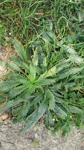 Plantago serraria image