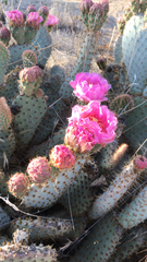 Opuntia basilaris treleasei