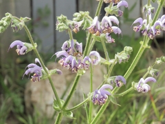 Salvia indica