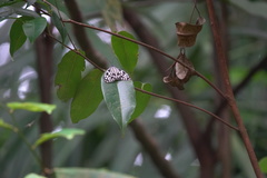 Cyclosia pieridoides