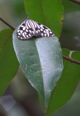 Cyclosia pieridoides