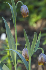 Fritillaria uva-vulpis