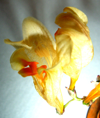 Freesia refracta