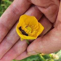 Ranunculus macrophyllus image