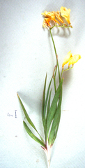Freesia refracta