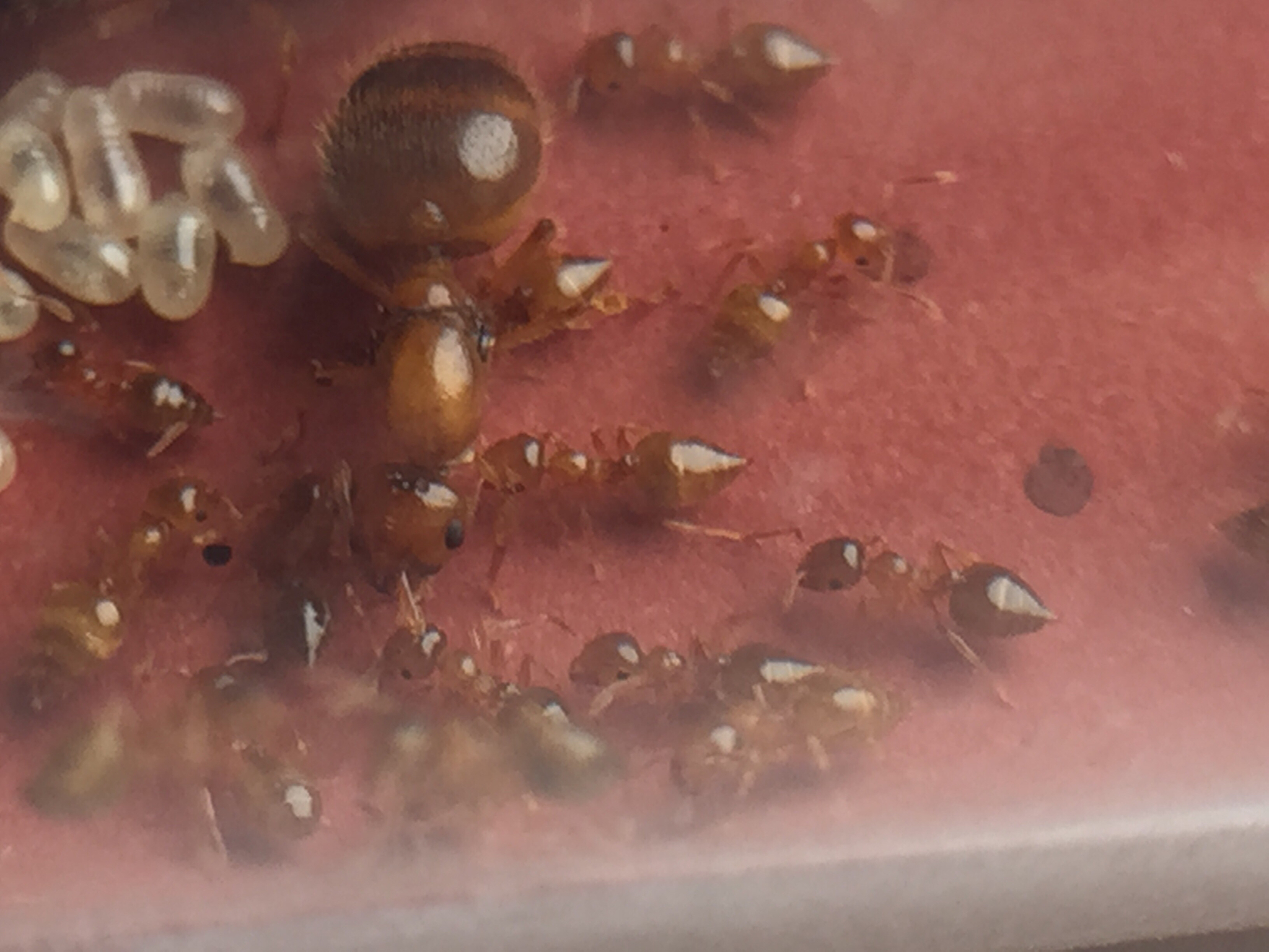 Crematogaster biroi