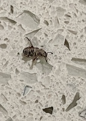 Colecerus marmoratus