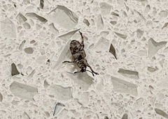 Colecerus marmoratus