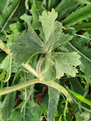 Ranunculus macrophyllus image