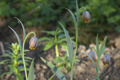 Fritillaria uva-vulpis