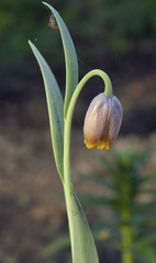 Fritillaria uva-vulpis