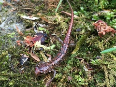 Desmognathus orestes