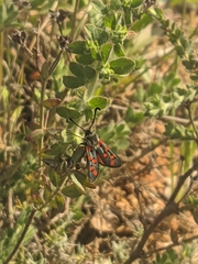 Zygaena rhadamanthus