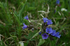 Pulmonaria australis