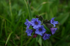 Pulmonaria australis