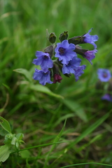 Pulmonaria australis