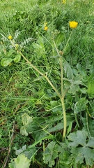 Ranunculus macrophyllus image